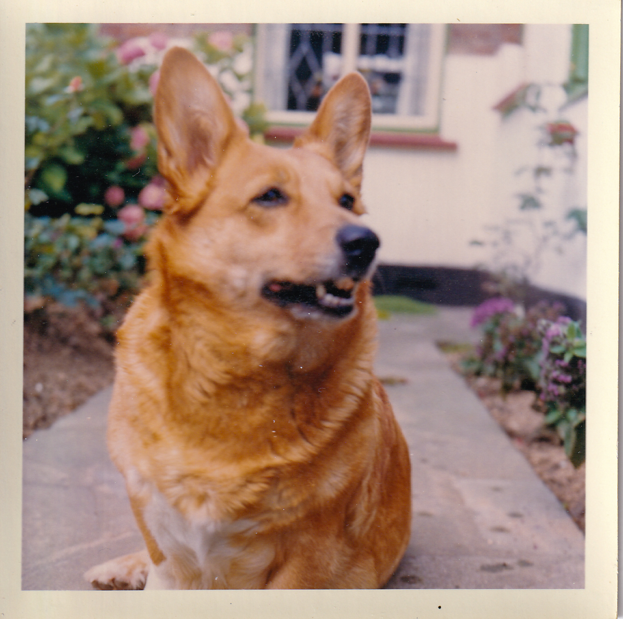 Corgi in garden